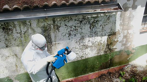 Trusted Black Mold Removal service in Meyersdale, PA - Cheap Mold Removal
